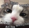 萌宠 猫星人 我没事 我很好 呆萌 可爱