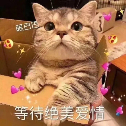 萌宠 猫星人 等待绝美爱情 情人节 搞怪 逗