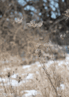 景观 landscape nature 景色 草