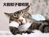萌宠 喵星人 蚊子好烦 大胆蚊子敢咬我 淘气 搞怪