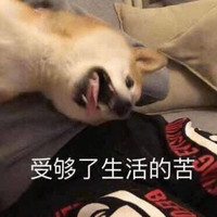 萌宠 汪星人 受够了生活的苦 生无可恋 憨憨 淘气