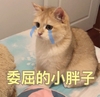 萌宠 喵星人 委屈的小胖子 我想哭 呆萌 憨憨