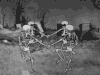 猎奇 搞笑 开心 gif