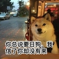 doge 汪星人 可爱 呆萌 雷人 搞笑 斗图 你总说要日狗，我信了你却没有来