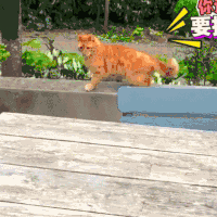 猫星人 汪星人 打架