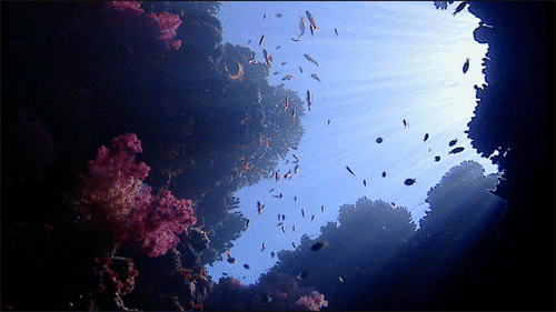 珊瑚 coral ocean 海底 五颜六色
