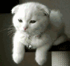 约吗 猫猫  眨眼睛   可爱