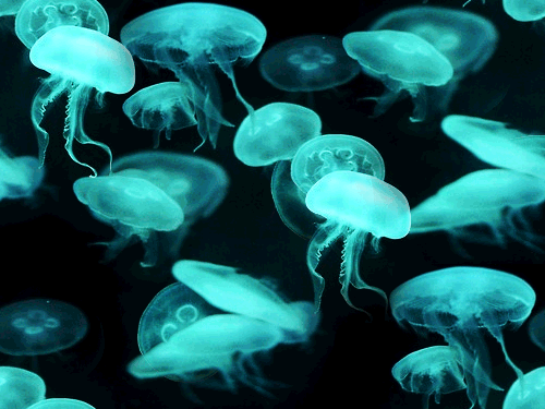 水母 海洋动物 水下摄影 闪电