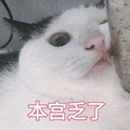 本宫乏了 猫