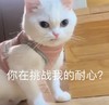 萌宠 猫星人 你在挑战我的耐心 生气 呆萌 可爱