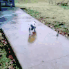 猪 pig 滑动 搞笑