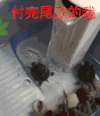 双11 付尾款时的我 乌龟 萌宠