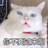 萌宠 猫星人 你不要过来啊 你离我远点 拒绝 呆萌