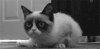 黑白的  猫 脾气暴躁 嗯