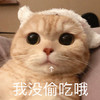 萌宠 猫星人 我没偷吃哦 馋嘴 搞怪 呆萌