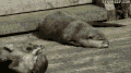 水獭 自娱自乐 otter