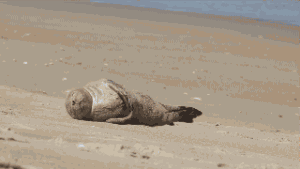 海狮 沙滩 犯困 可爱