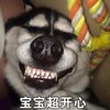 哈士奇 搞笑 二哈 魔性 文字表情包