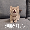 萌宠 喵星人 满脸开心 哈哈哈 呆萌 可爱