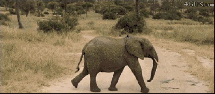 大象 奔跑 可爱 萌