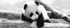 熊猫 萌化了 天然呆 动物 panda