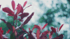 Cinemagraph 植物 微风 自然