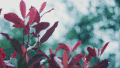 Cinemagraph 植物 微风 自然