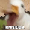 萌宠 鸭子 嘎嘎嘎嘎 开心 呆萌 可爱