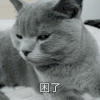 萌宠 喵星人 困了 难受 呆萌 可爱