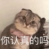 萌宠 认真 猫 搞怪 逗