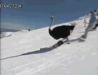 滑雪 鸵鸟 快乐 雪谷 神奇