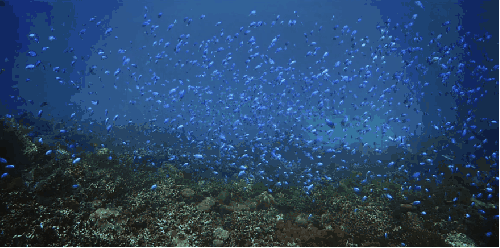 动物 塞舌尔群岛 珊瑚 纪录片 蔚蓝 风景 鱼群 鱼苗