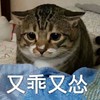 萌宠 猫星人 又乖又怂 无奈 搞怪 呆萌
