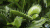 植物 plants nature