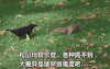 乌鸦 拉尾巴 犯贱 鸟 坑爹 逆袭