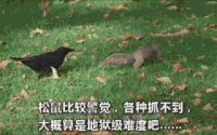 乌鸦 拉尾巴 犯贱 鸟 坑爹 逆袭