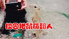 地鼠 萌萌哒 拍照 可爱