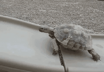 乌龟 爬行 上坡 搞笑
