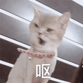 猫 呕 嫌弃