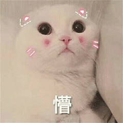 猫咪 卖萌 可爱 懵 soogif soogif出品