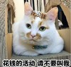 萌宠 猫星人 花钱的活动 请不要叫我 呆萌 可爱