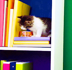猫咪 观察 可爱 书架