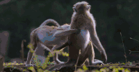 动物 摔跤 猴子 纪录片