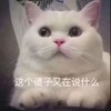萌宠 喵星人 你又在说什么 这个傻子在说啥 淘气 调皮