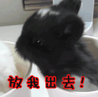 兔子 可爱 出去