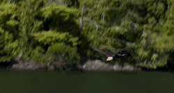 加拿大不列颠哥伦比亚省风光 旅游 森林 湖面 纪录片 老鹰 风景
