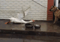 小狗 害怕 大鹅