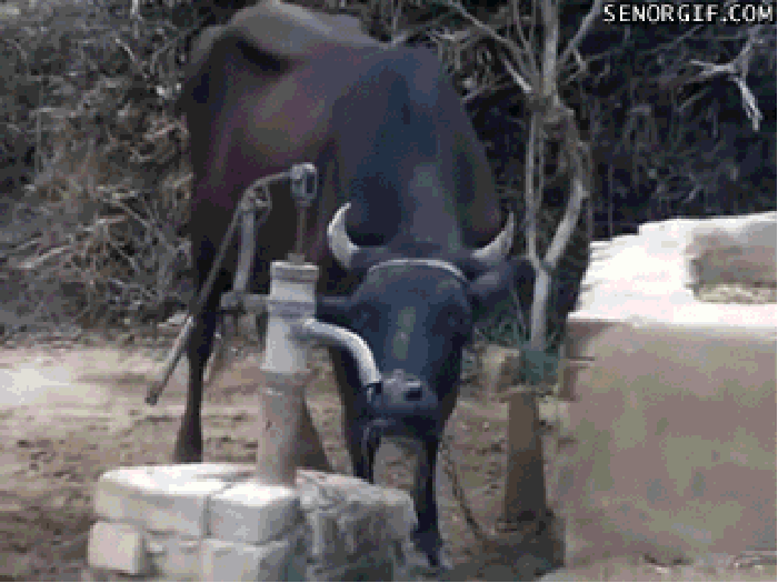牛 卖萌 水井 喝水