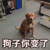 狗子你变了 狗子 可爱 搞笑 狗狗 汪星人