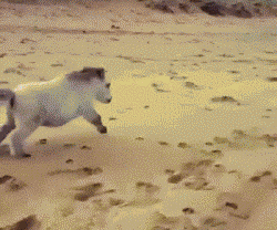 萌宠 狗狗 奔跑 沙漠
